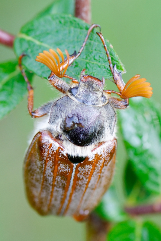 Photo Insectes