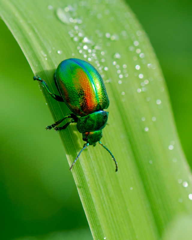 Photo Insectes