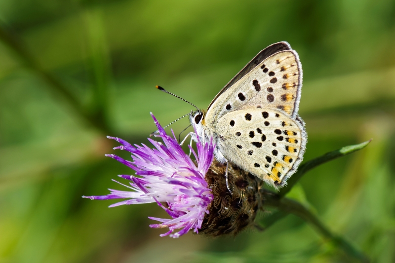Photo Insectes