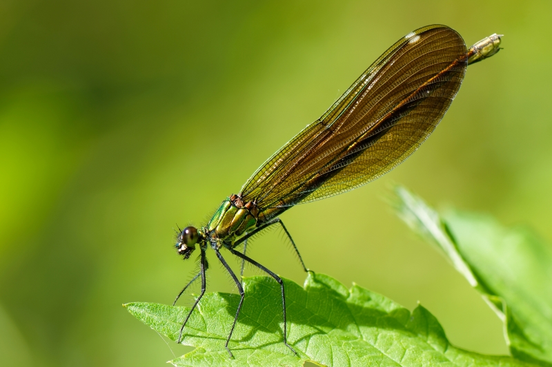 Photo Insectes