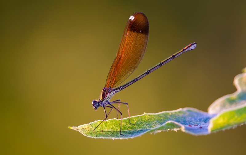 Photo Insectes
