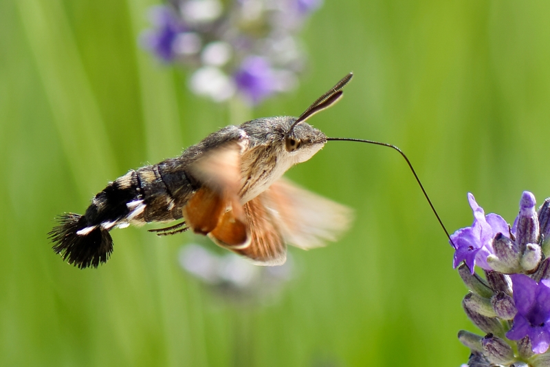 Photo Insectes