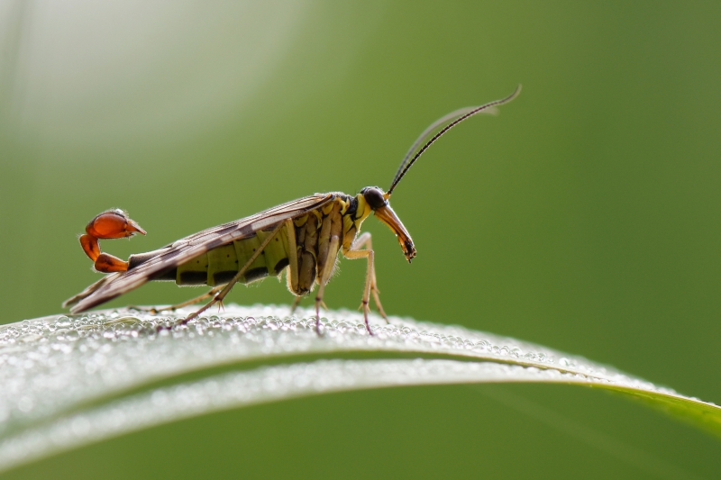 Photo Insectes