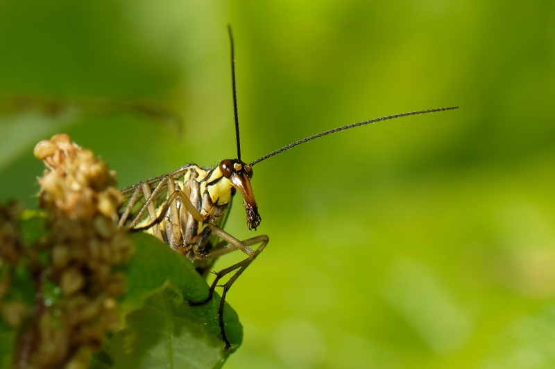 Photo Insectes
