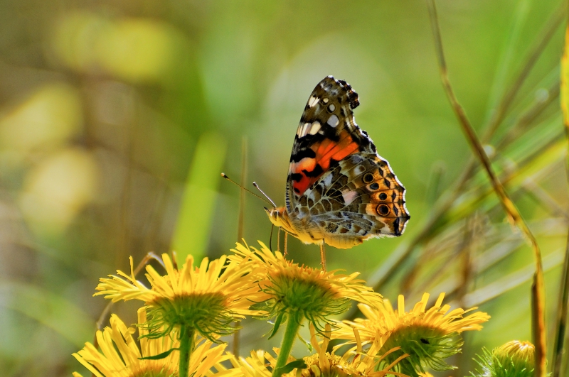 Photo Insectes