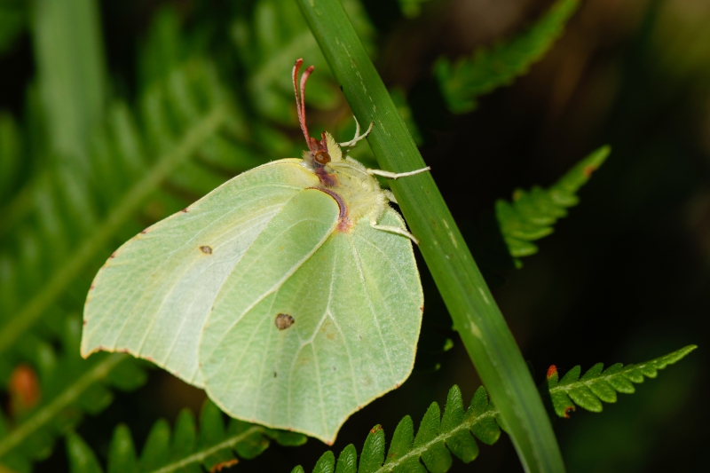 Papillon_Citron.jpg