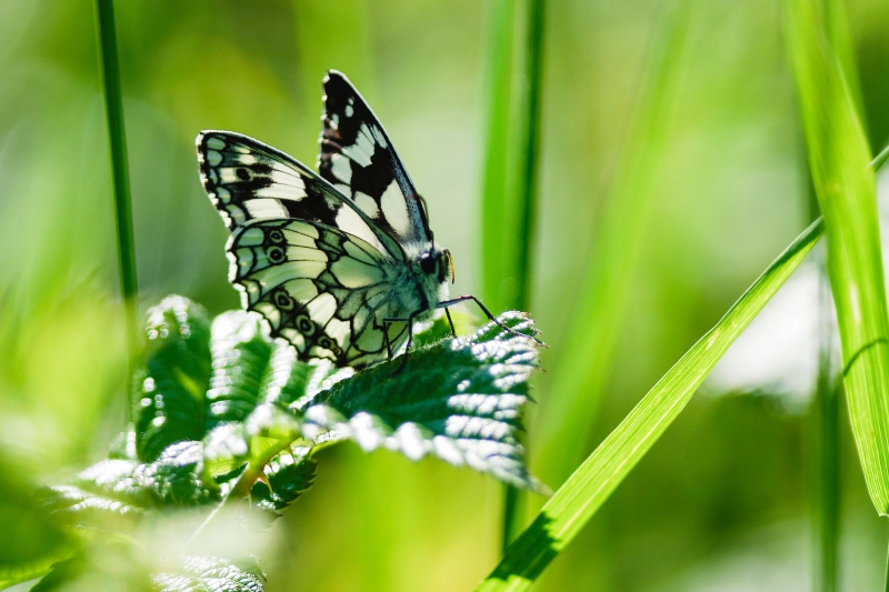 Photo Insectes