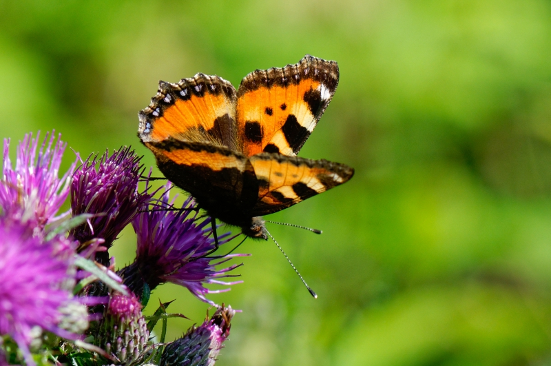 Photo Insectes