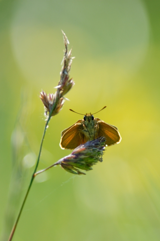 Photo Insectes