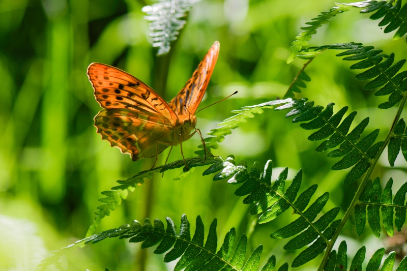 Photo Insectes