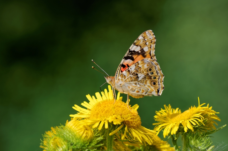 Photo Insectes