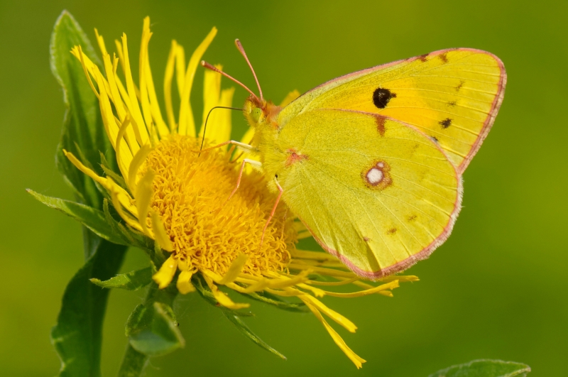Photo Insectes