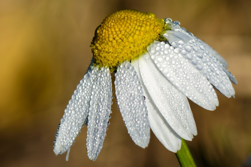 Photo Flore