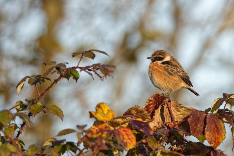 Photo Oiseaux
