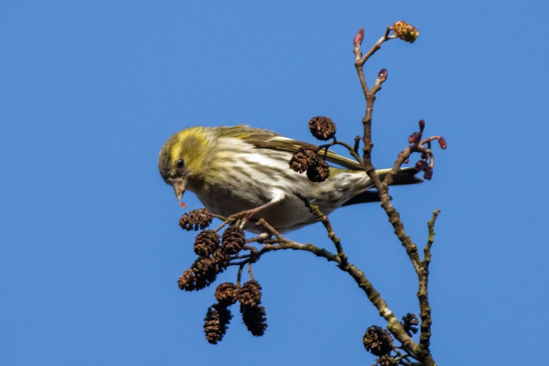 Photo Oiseaux