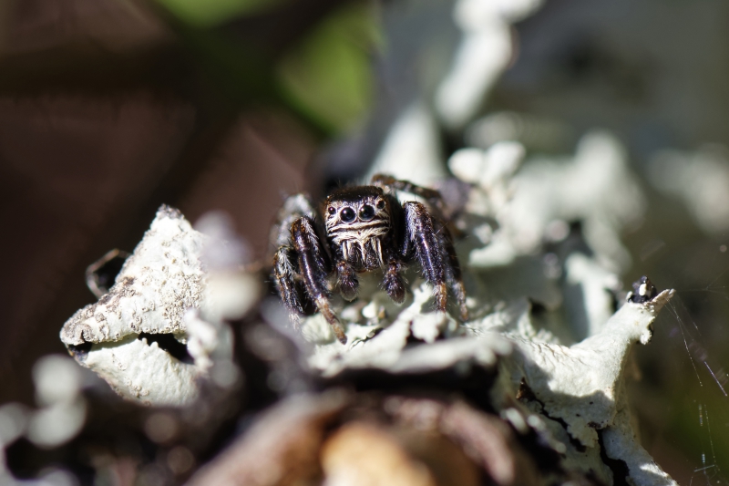 Photo Araignées