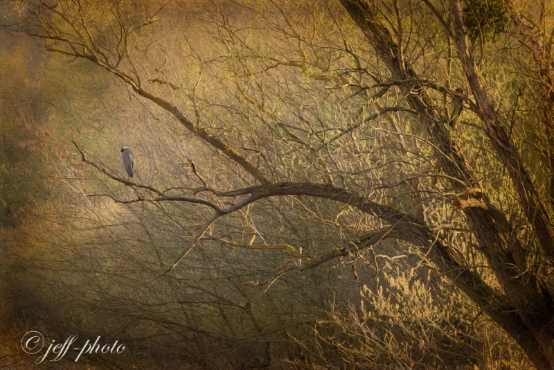 Photo Oiseaux
