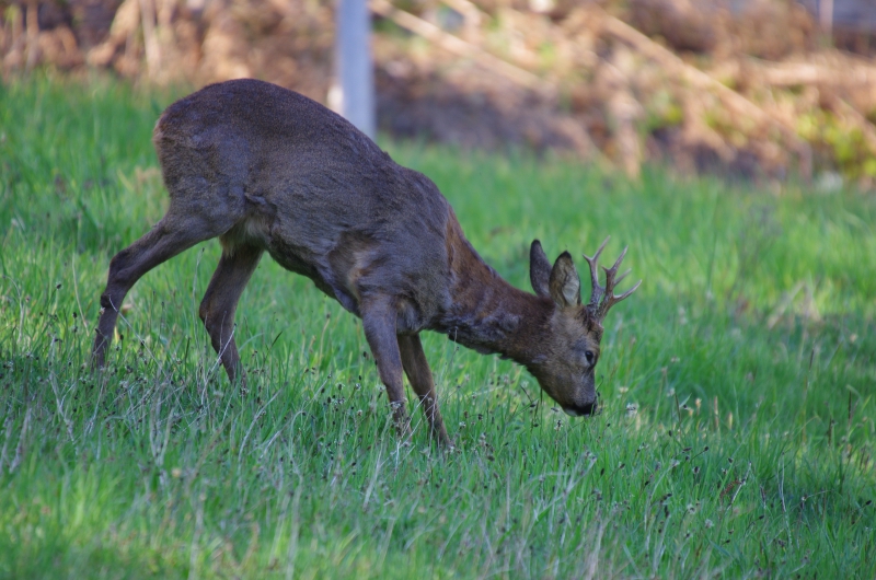 20170421_Chevreuil_0010.JPG