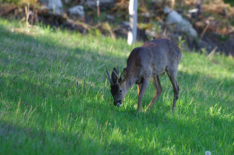 20170421_Chevreuil_0024.JPG