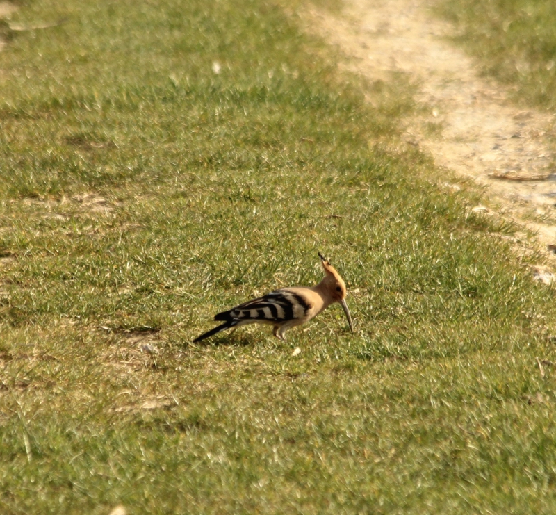 huppe_fascie_3.JPG