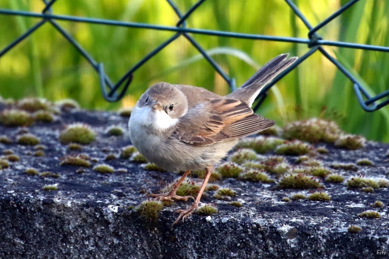 Oiseaux fauvette grisette
