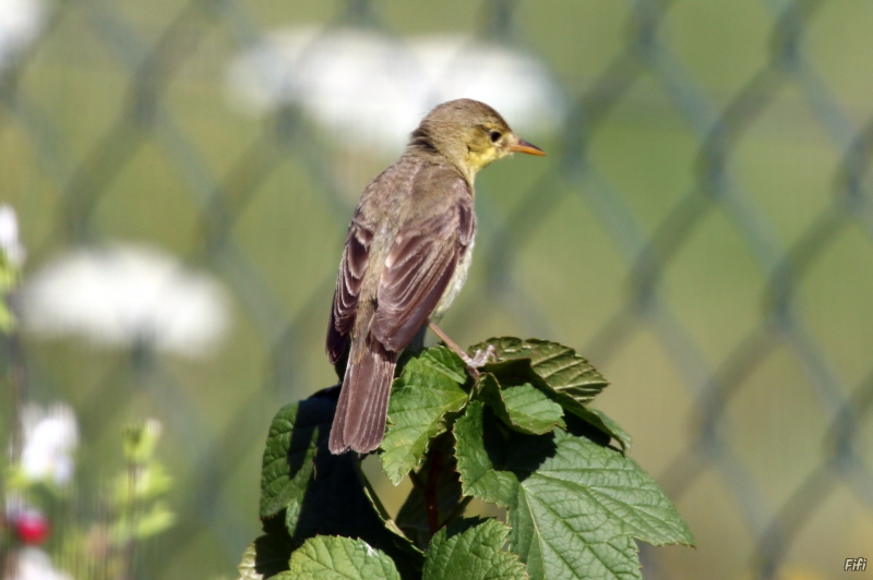 Oiseaux Hypolais polyglotte