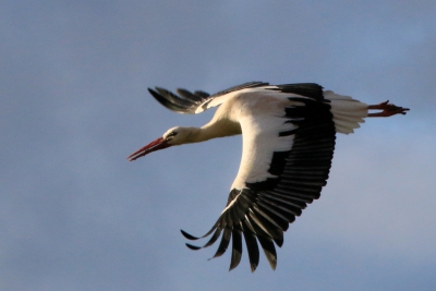 Oiseaux Cigogne blanche (Ciconia ciconia)