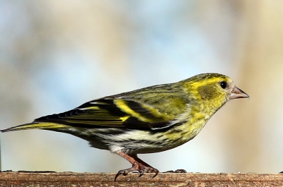 Oiseaux Tarin des aulnes (Carduelis spinus)