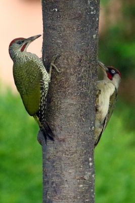 Oiseaux Pic vert (Picus viridis)