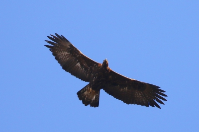 Oiseaux Aigle doré (Aquila chrysaëtes)