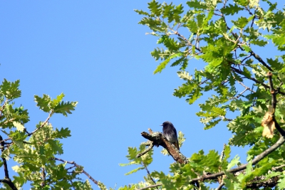 Oiseaux Rouge-queue noir (Phoenicurus ochruros)