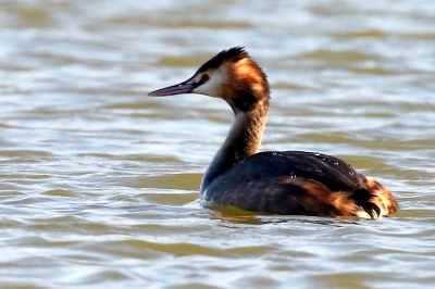 Oiseaux Grèbe huppé (Podiceps cristatus)