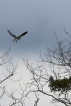 Oiseaux Elanion blanc (Elanus caeruleus)