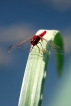 Insectes Libellule écarlate (Crocothemis erythraea)