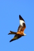 Oiseaux Milan royal (Milvus milvus)