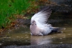 Oiseaux Tourterelle turque (Streptopelia decaocto)