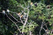 Oiseaux Guêpier méridional (Merops apiaster)