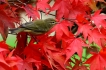 Oiseaux Pouillot véloce (Phylloscopus collybita)