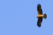 Oiseaux Aigle botté (Aquila pennata)