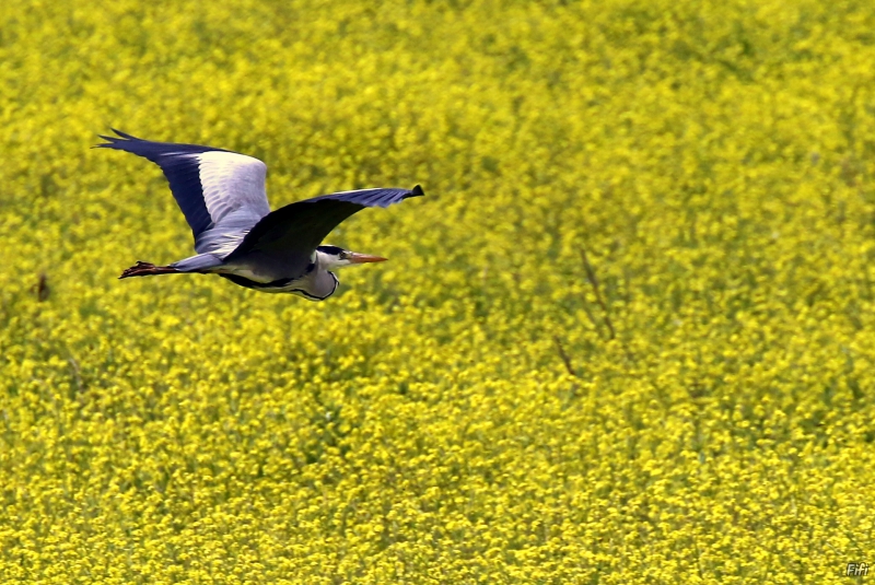 Photo Oiseaux Héron cendré (Ardea cinerea)