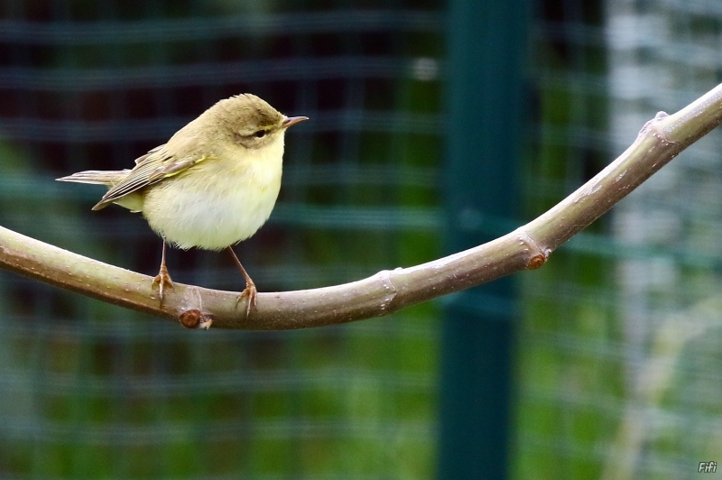 Photo Oiseaux Pouillot fitis (Phylloscopus trochilus)