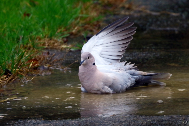 Photo Oiseaux Tourterelle turque (Streptopelia decaocto)