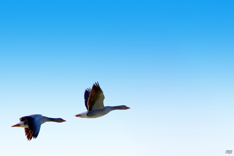 Photo Oiseaux Oie cendrée (Anser anser)