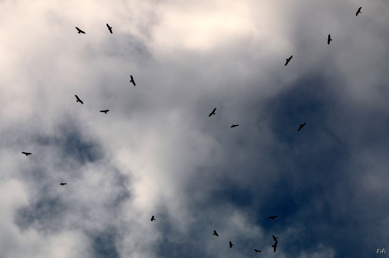 Photo Oiseaux Milan noir (Milvus migrans)