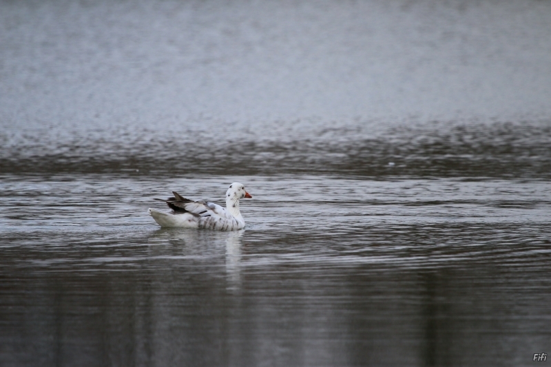 Photo Oiseaux Oie 