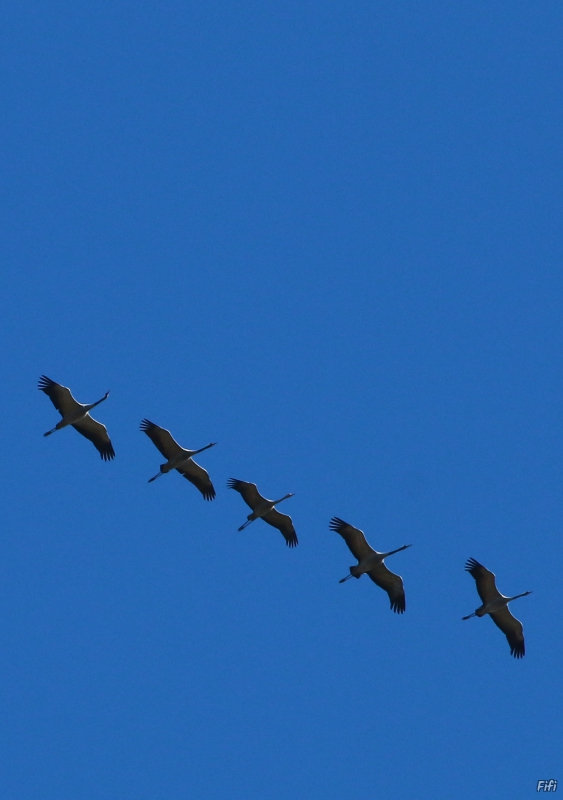 Photo Oiseaux Grue cendrée (Megalornis grus)