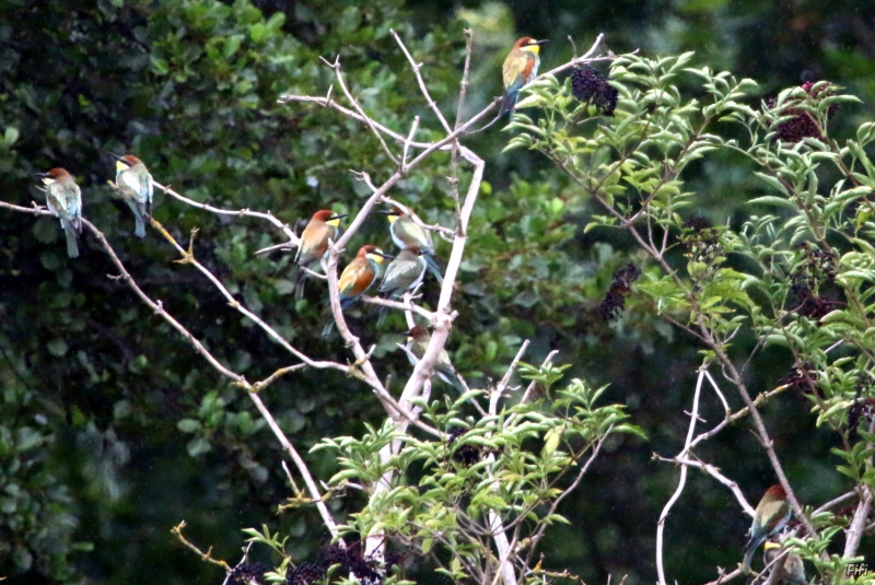 Photo Oiseaux Guêpier méridional (Merops apiaster)