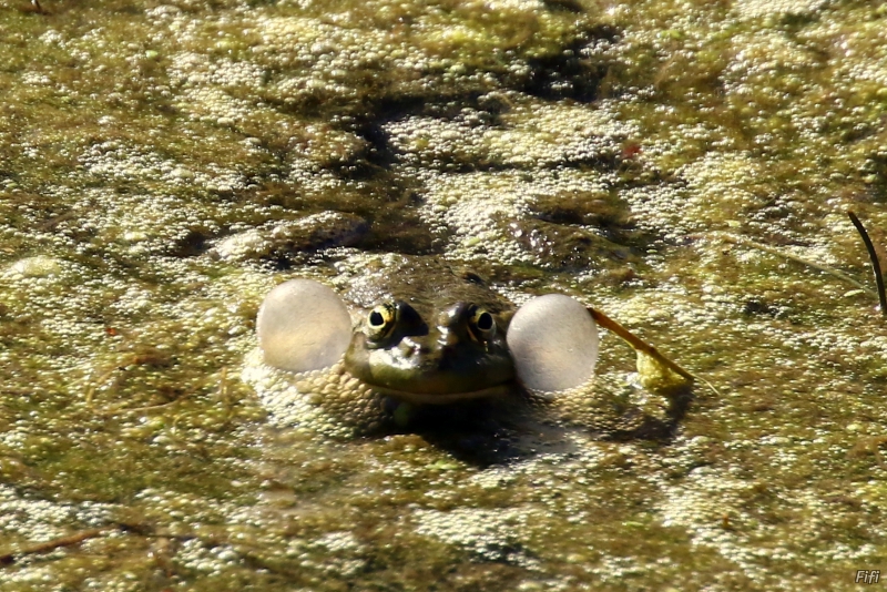 Photo Amphibiens Grenouille rieuse (Rana ridibunda)