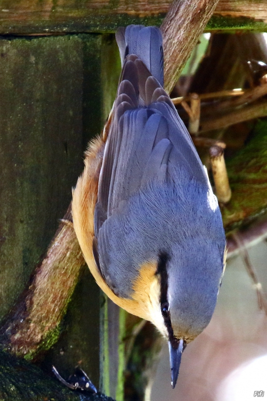 Photo Oiseaux Sittelle torchepot (Sitta europaea)