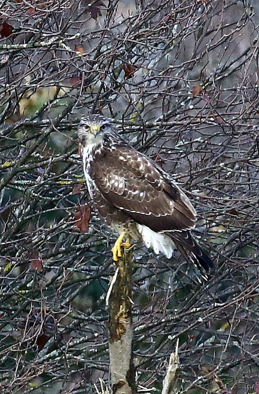 Photo Oiseaux Buse variable (Buteo Buteo)